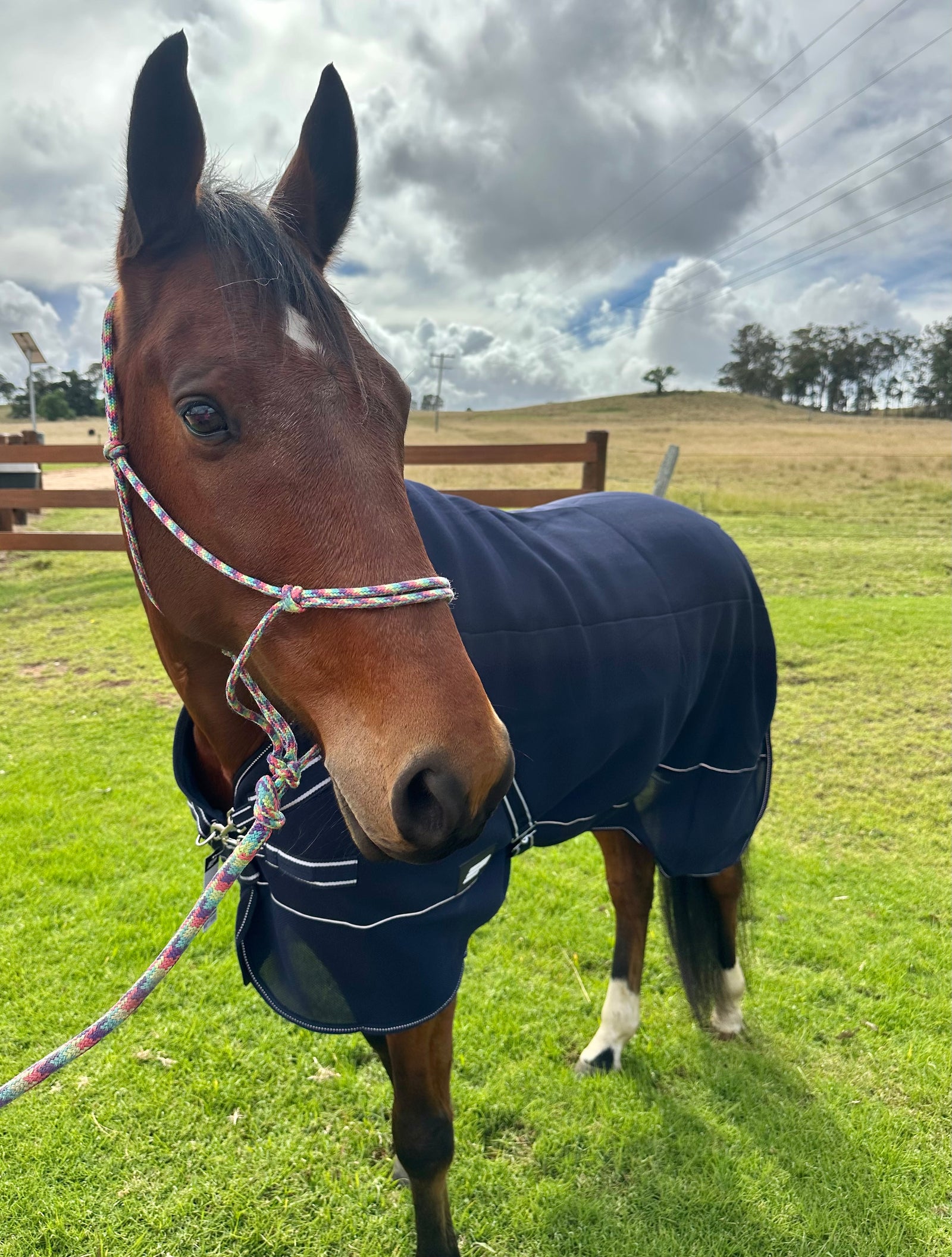 EquestPro Drying Rug