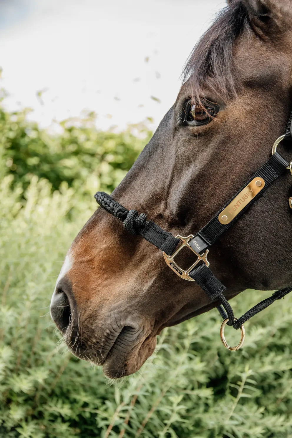 KENTUCKY CONTROL HALTER