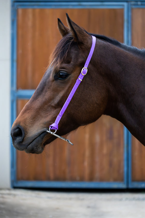 Anti Rearing Bit Strap