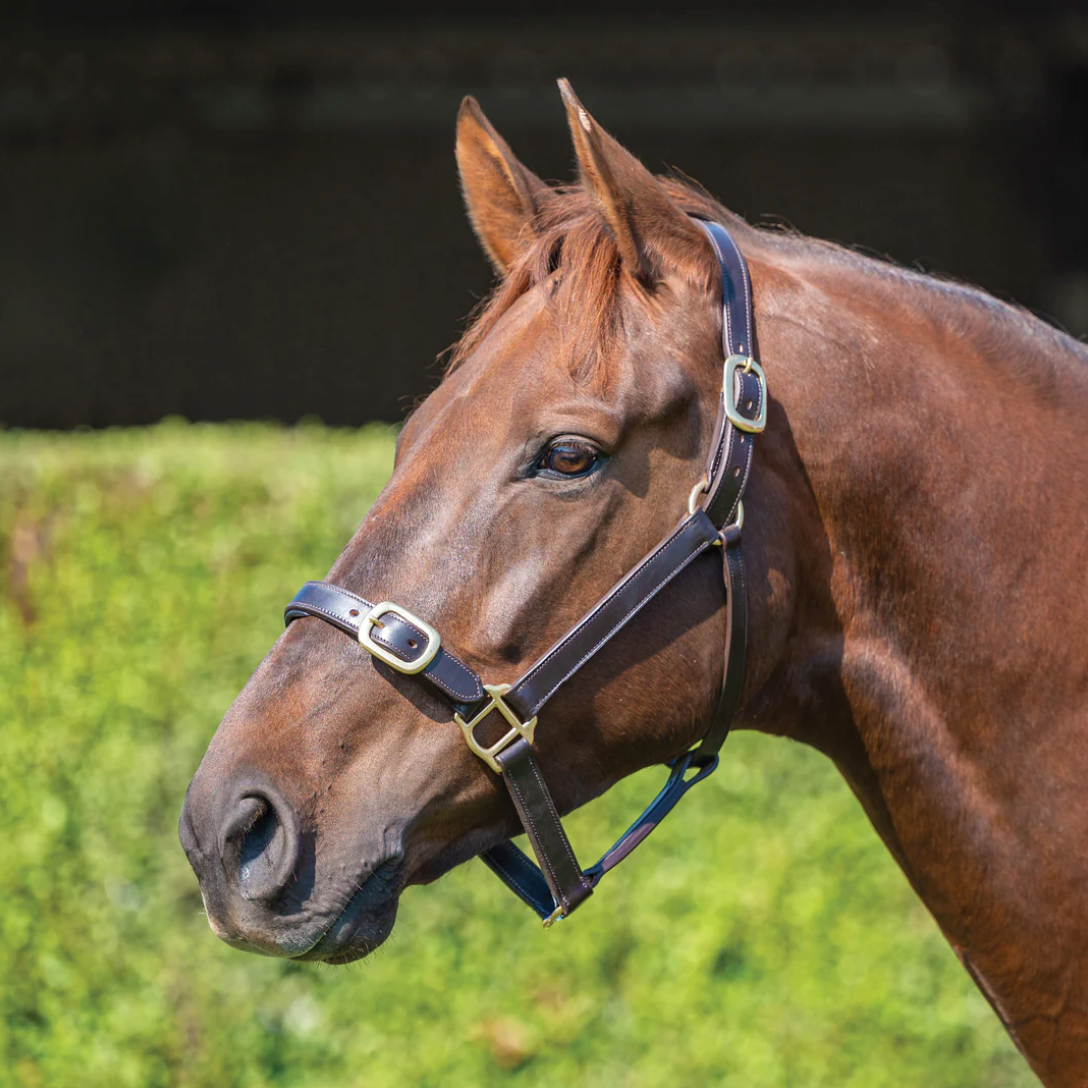 Grainge Elite Leather Halter Havana Pony