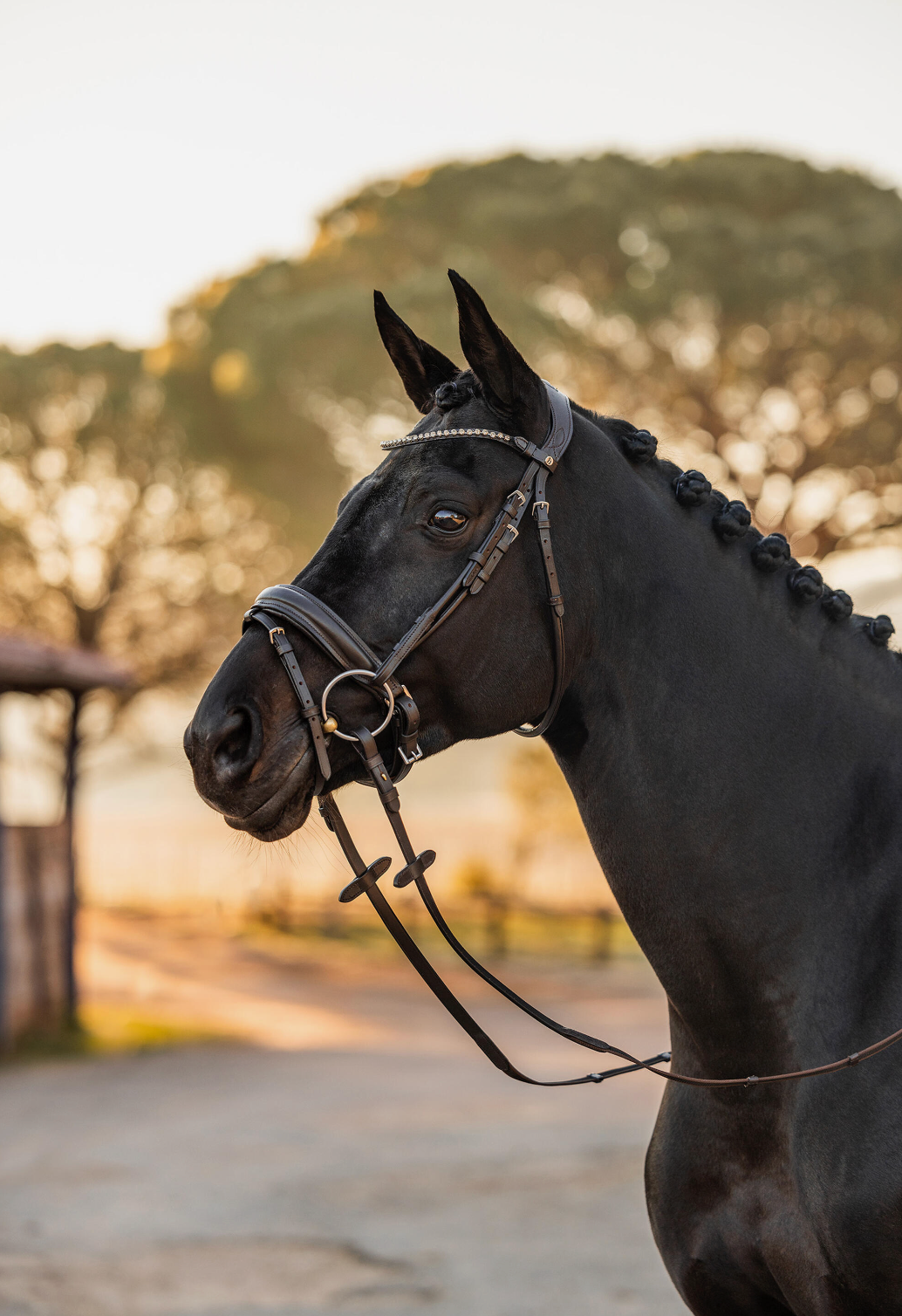 HORZE LOCKHART BRIDLE DBRN COB