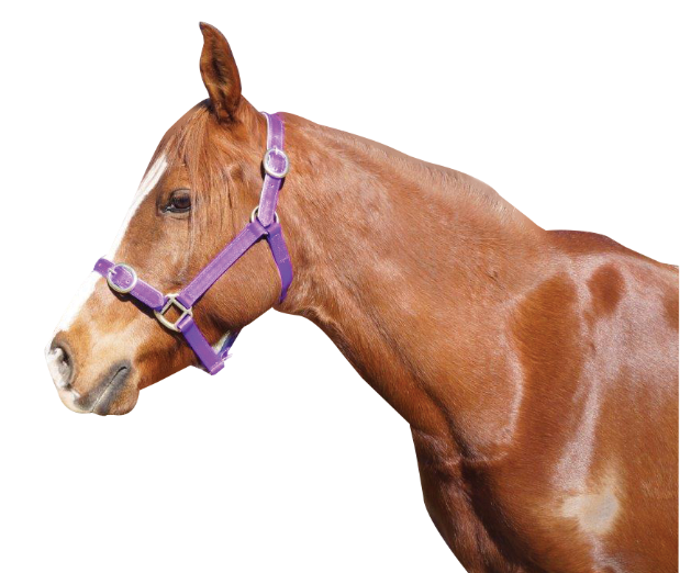 Showcraft - PVC Brass Halter 1"