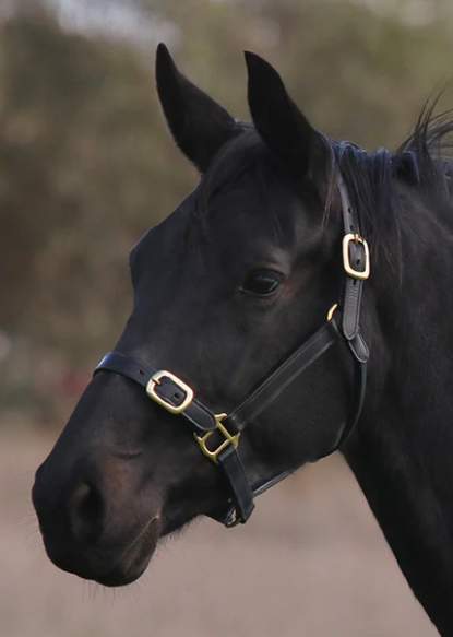 Eurohunter Leather Halter