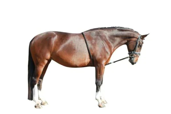 WALDHAUSEN LUNGING AID BLACK