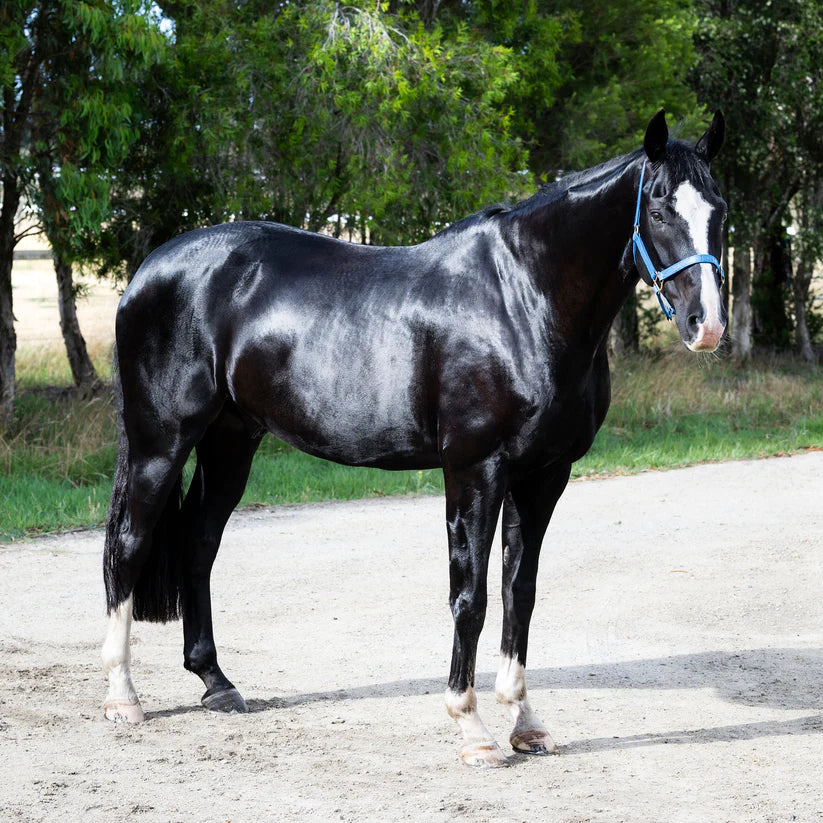Hairy Pony - Essential Oil Coat Conditioner Aus Summer.