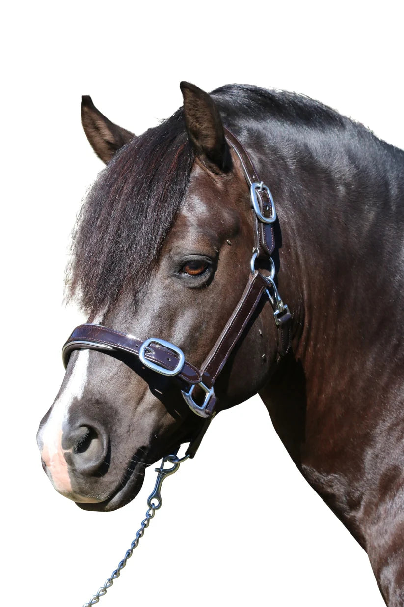 PATENT SILVER PIPE HALTER