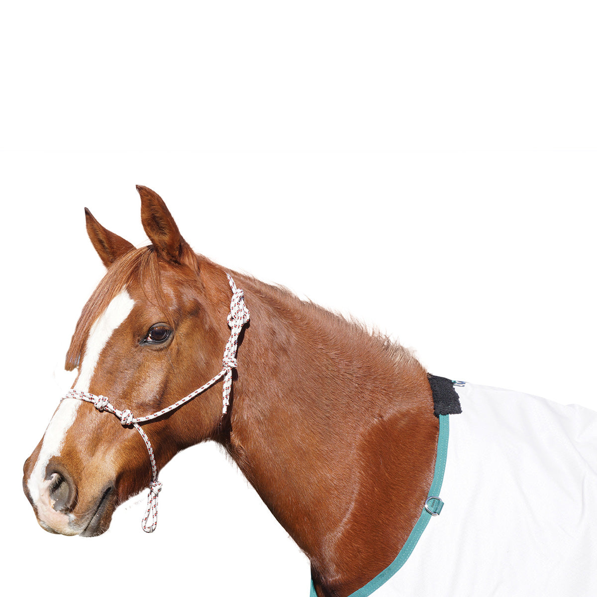 NAVAHO KNOTTED ROPE HALTER