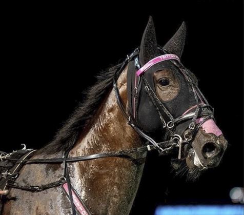 HIDEZ EQ HOOD EARS&ZIP