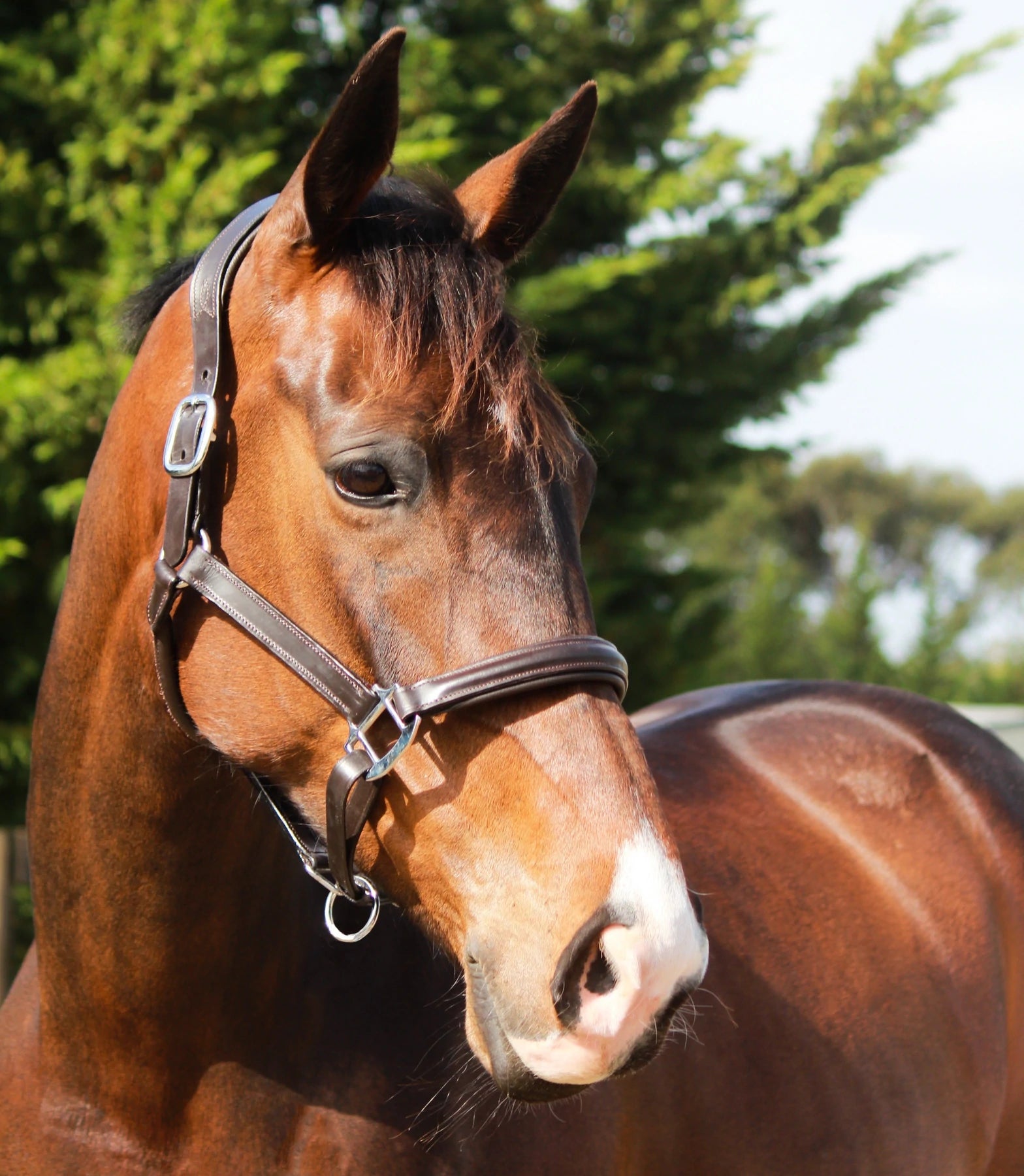 LUMIERE ALIZE LEATHER HALTER