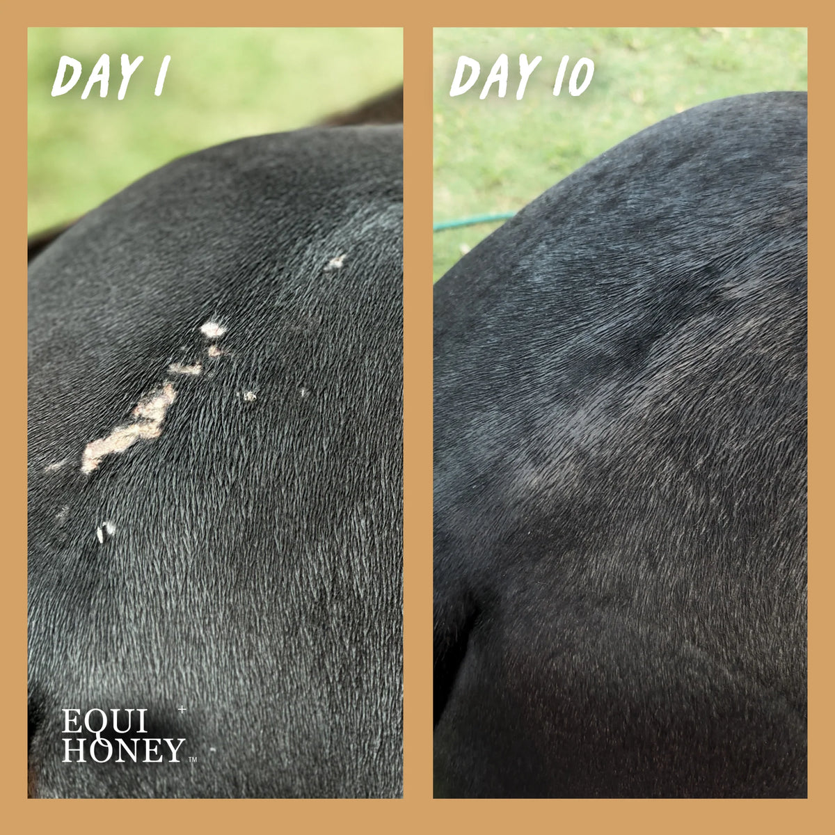 Equihoney - Wound Honey 50gm