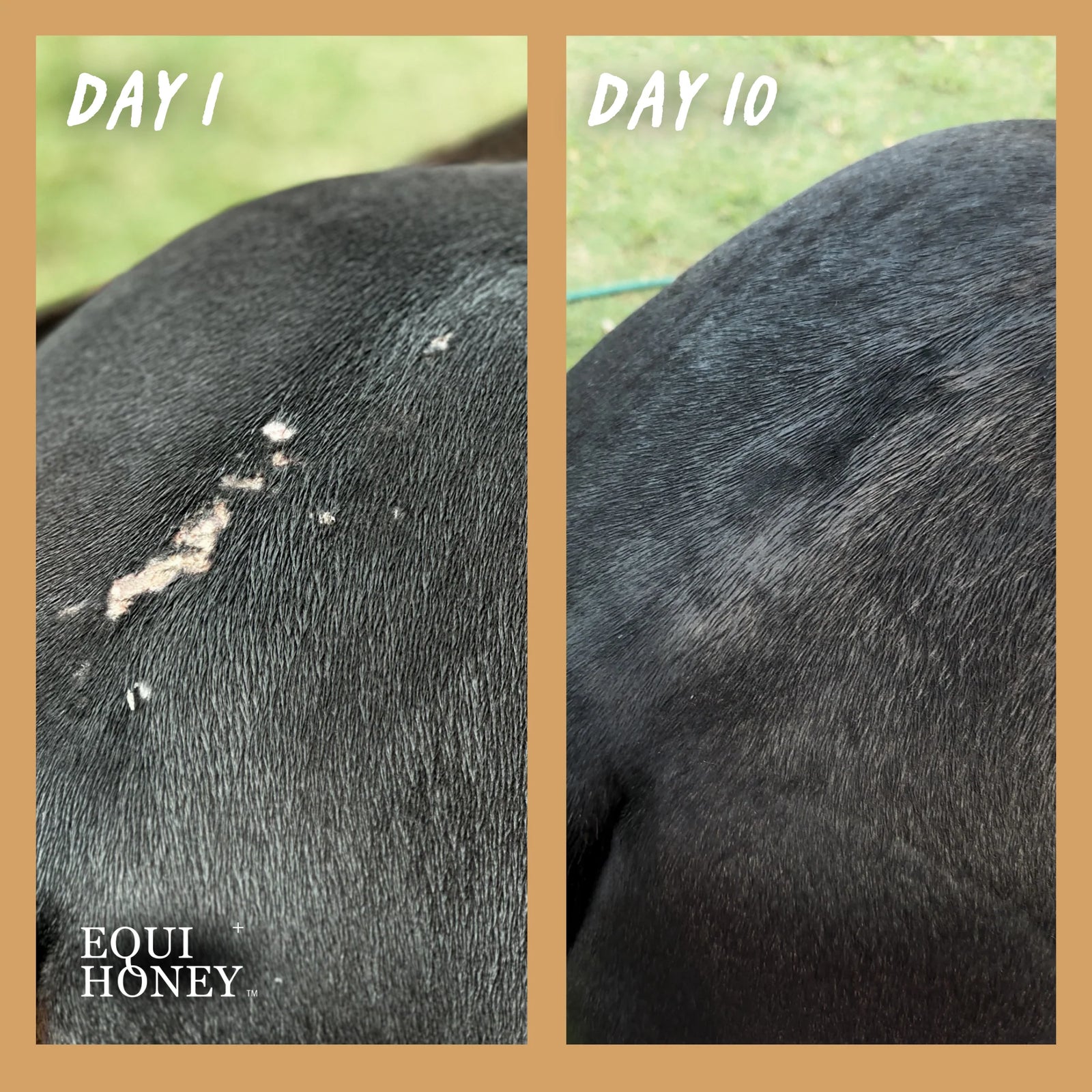 Equihoney - Wound Honey 50gm