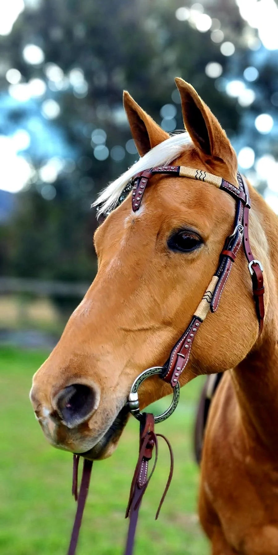 Cross over Headstall Bridle with knotting and silver sun spots