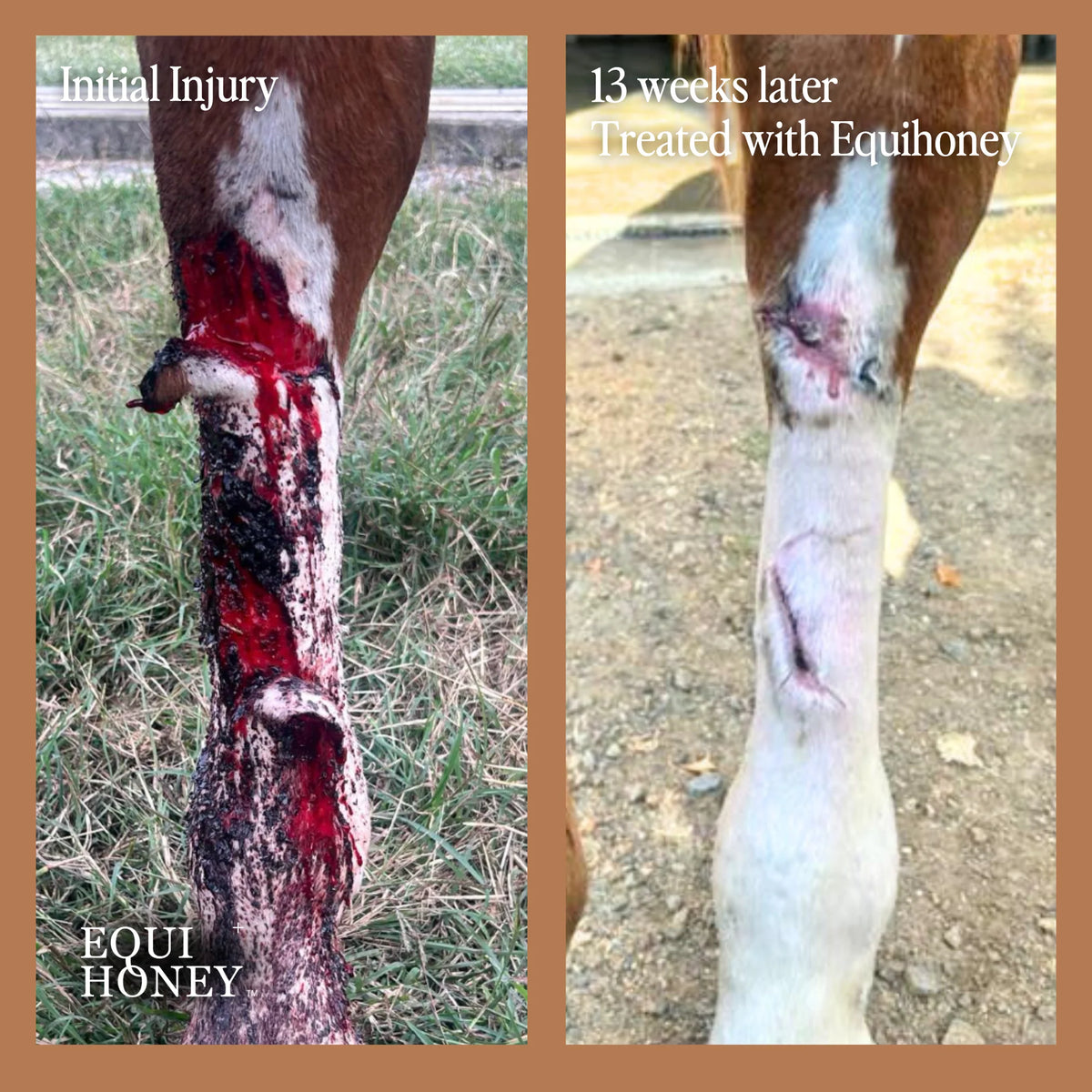 Equihoney - Wound Honey 50gm