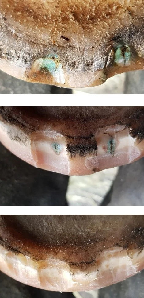 The Hoof Co - Beeswax Balls