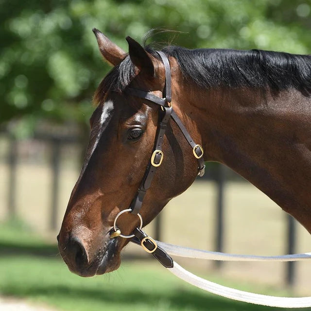 GRAINGE ELITE BARCOO BRIDLE.