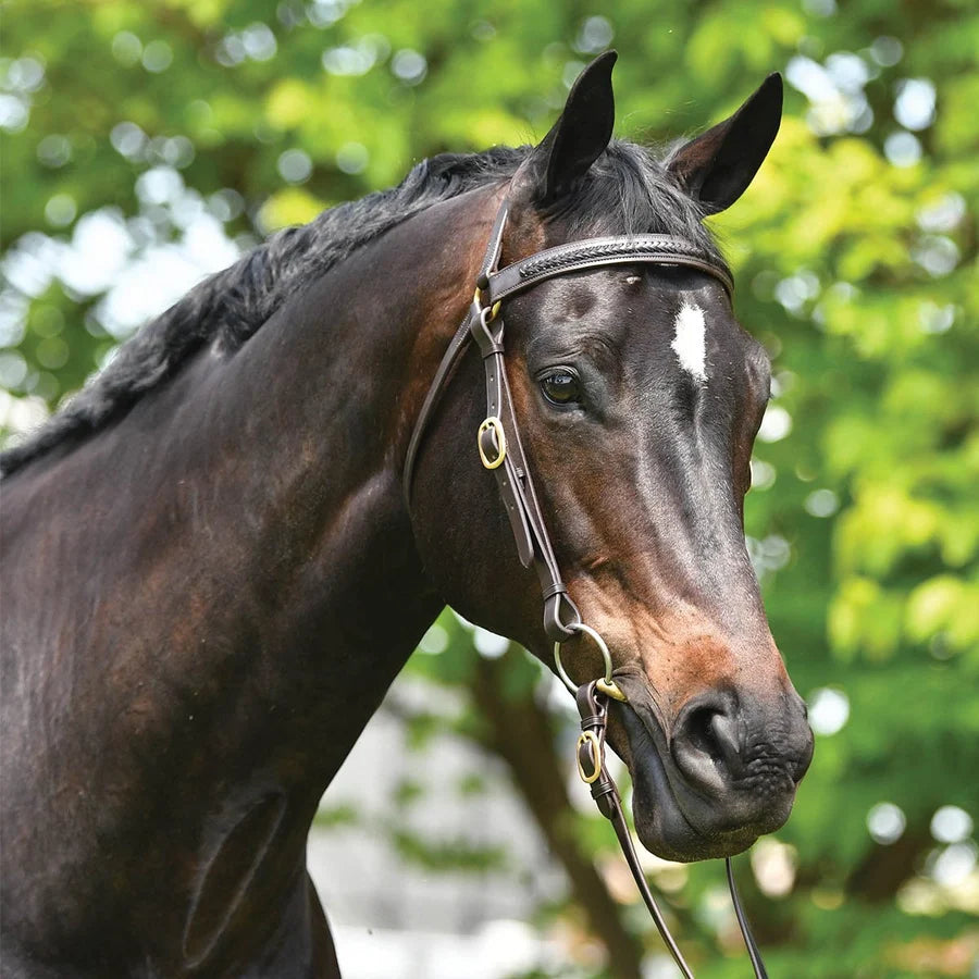 Grainge Elite Plaited Barcoo Bridle.