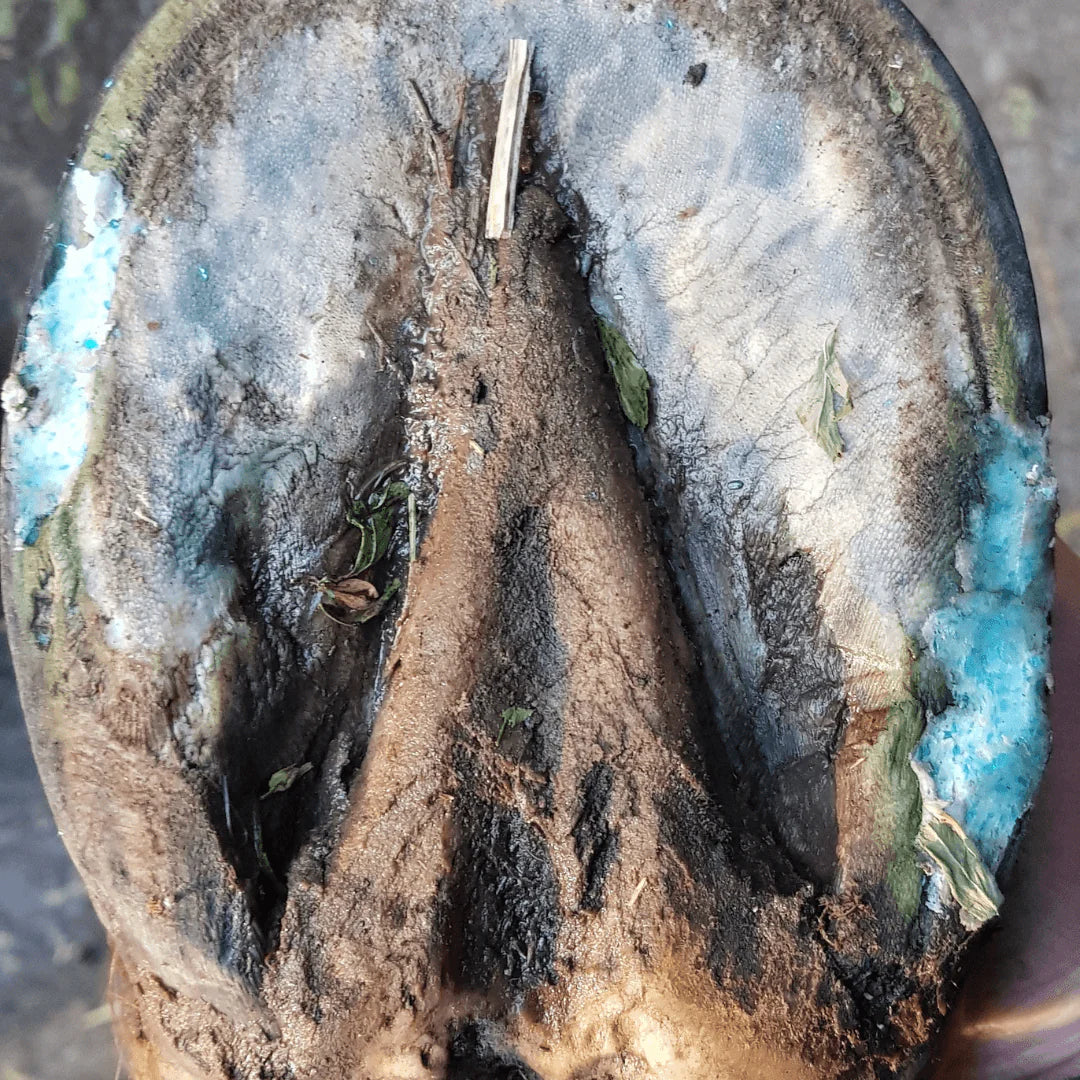 The Hoof Co - Beeswax Balls