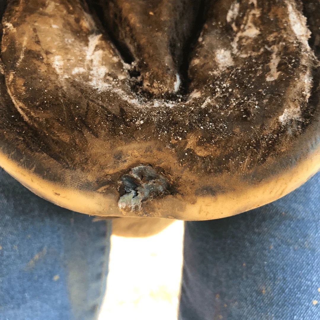 The Hoof Co - Beeswax Balls