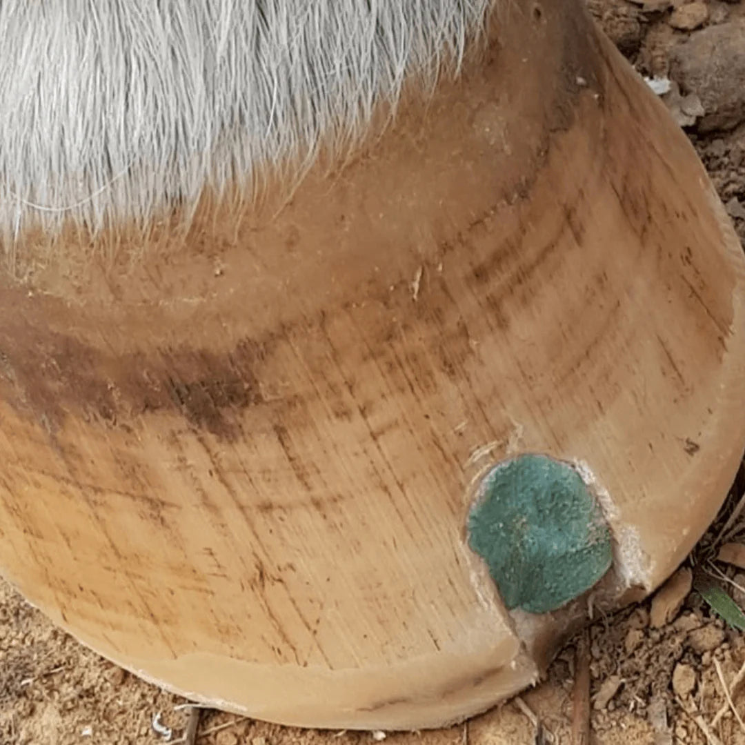 The Hoof Co - Beeswax Balls