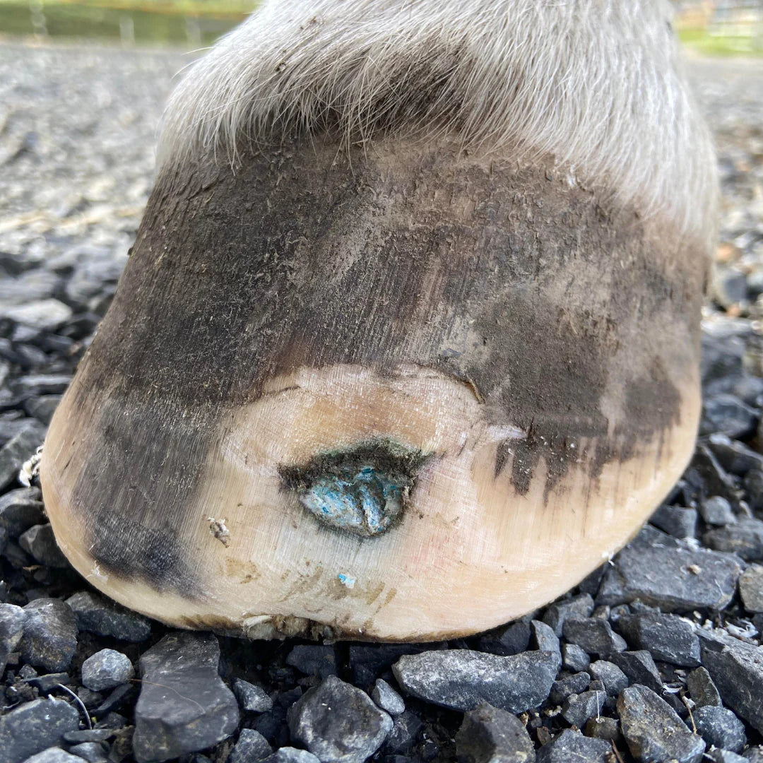 The Hoof Co - Beeswax Balls