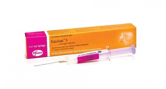 Strangles Injection
