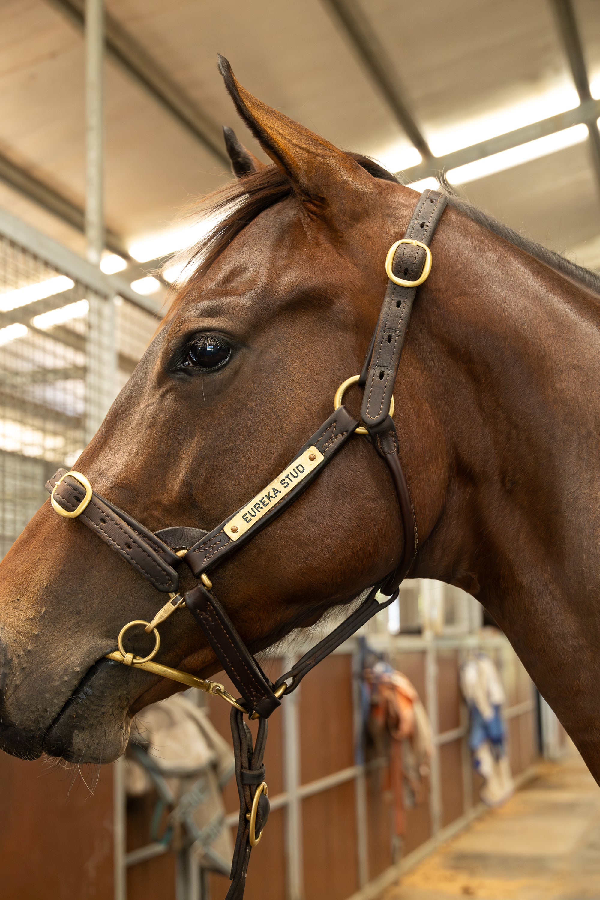 Leather Halter