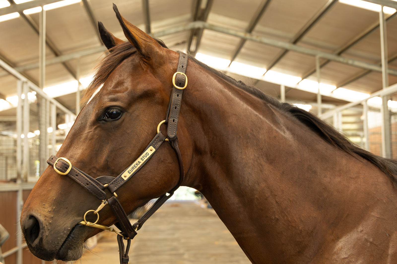 Leather Halter