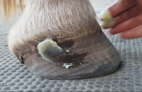 The Hoof Co - Hoof Balm