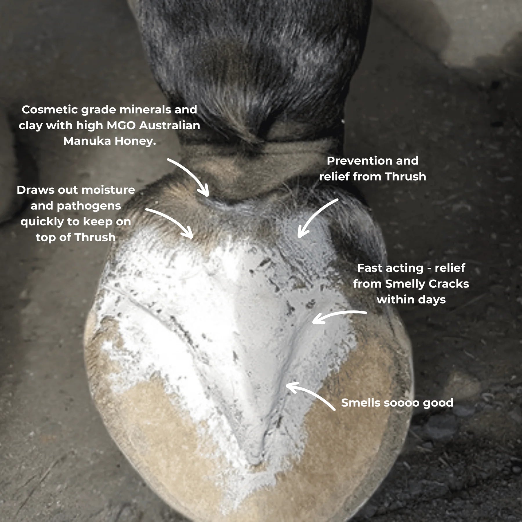The Hoof Co - Hoof Wax