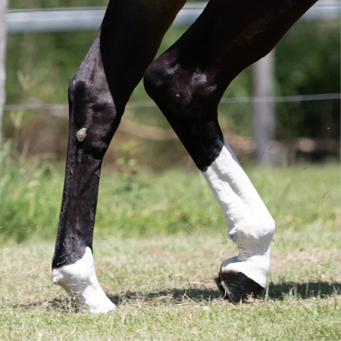 Nolian Enterprises - Equine White Sox
