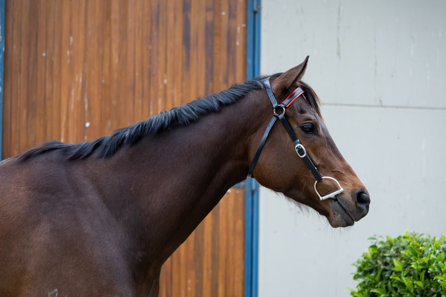 PVC Barcoo Bridle Cob w/brass fittings