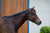 PVC Barcoo Bridle Cob w/brass fittings