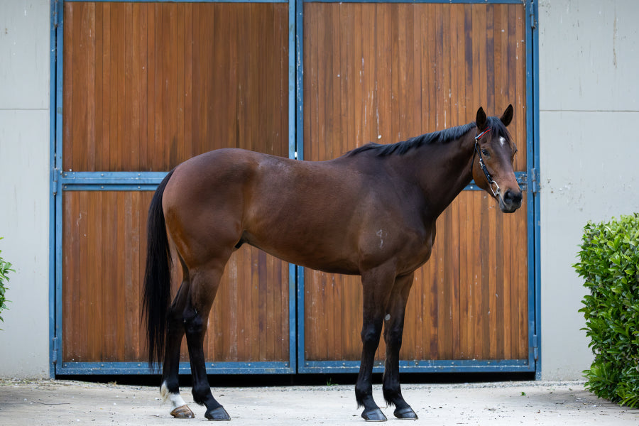 PVC Barcoo Bridle Cob w/stainless fittings