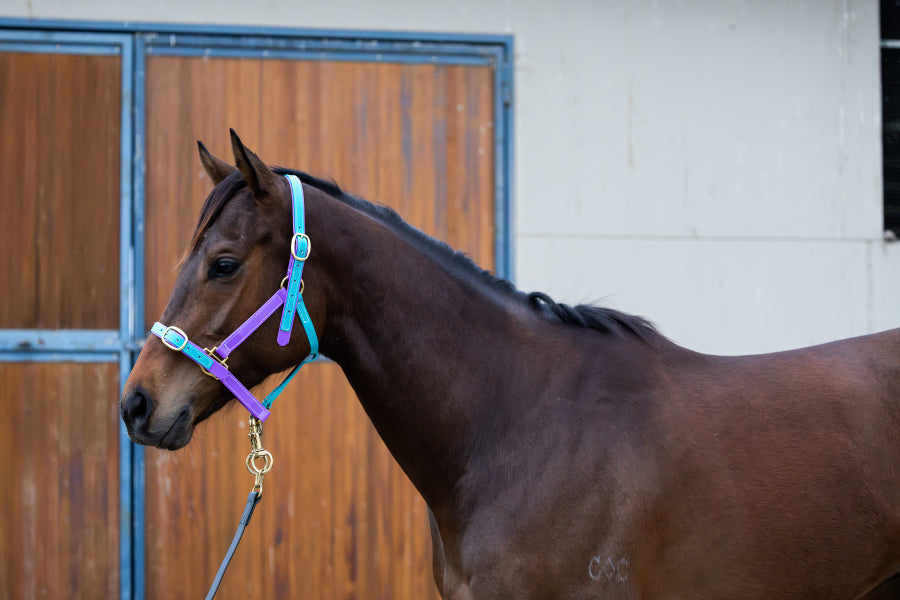 PVC Halter Pony w/ stainless fittings