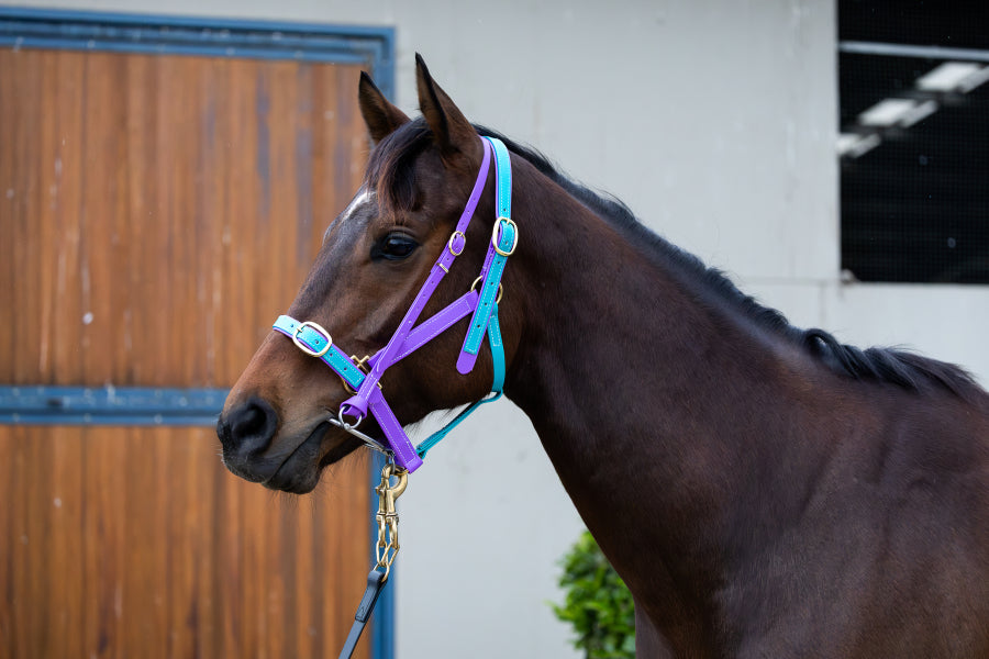 Anti Rearing Bit Strap