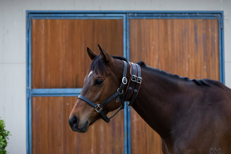 Leather windsuck collar