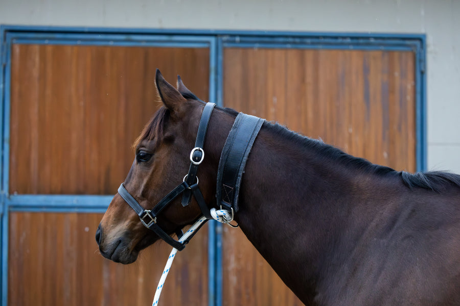 Horse tie up collar