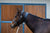 Horse tie up collar