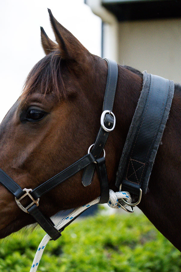 Horse tie up collar