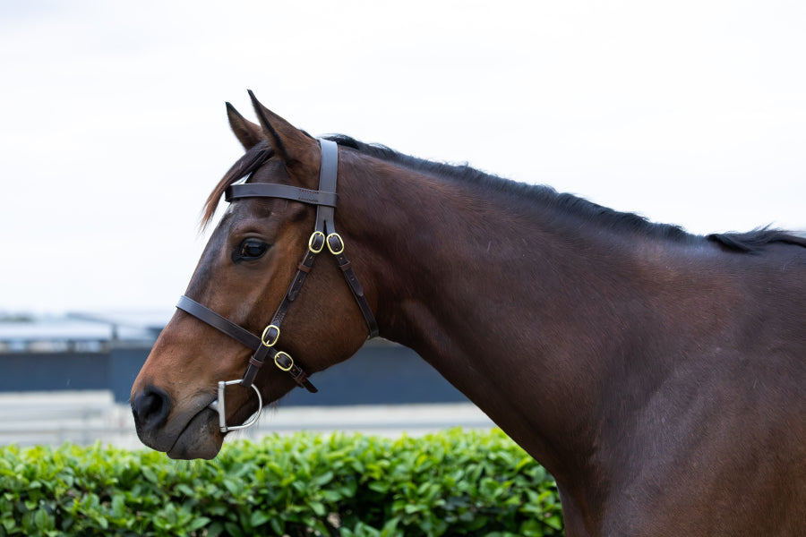 In Hand Bridle