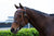 Fly browband