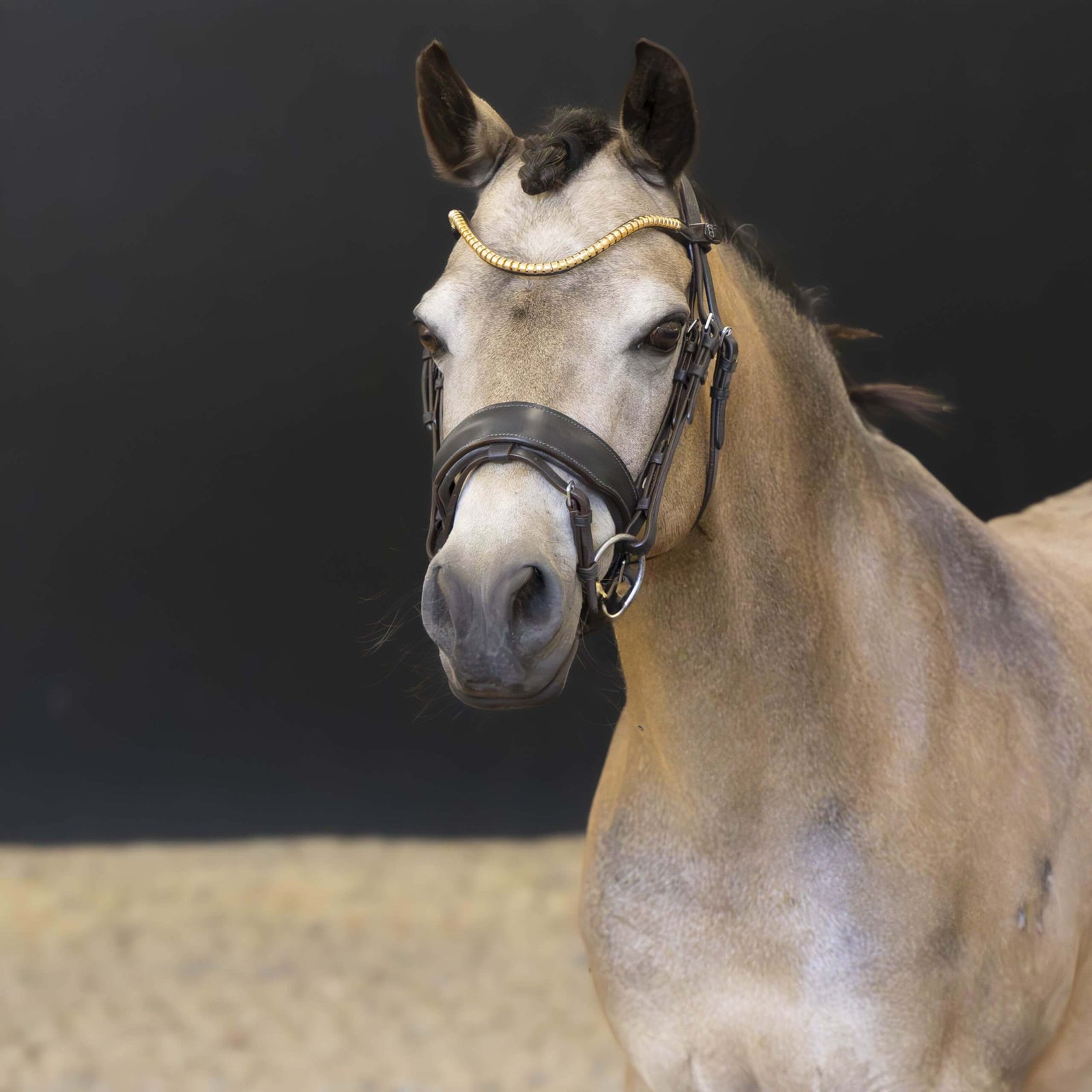 Belle Equestrian George Browband