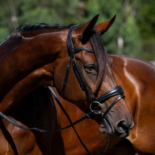 Lumiere Mikayla Convertible Bridle