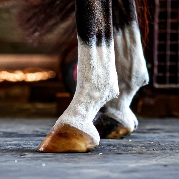 Nolian Enterprises - Hoof Safe Shine Clear