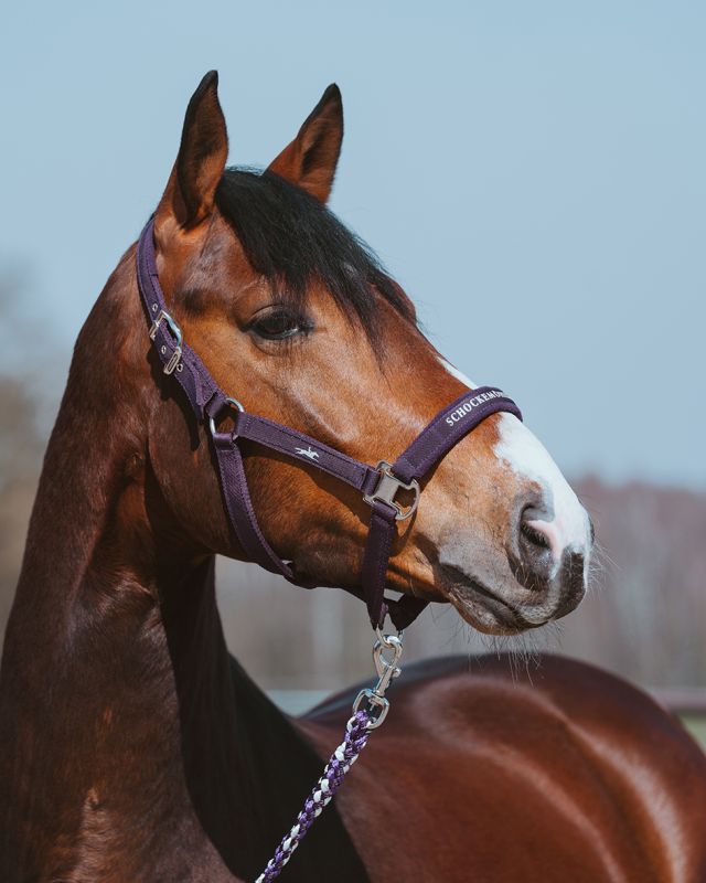 Schockemohle Sports - Halter SP Memphis Style III | Dark Purple