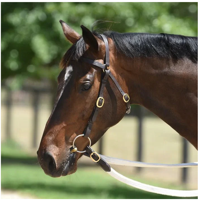 GRAINGE ELITE BARCOO BRIDLE