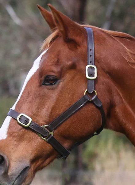 Eurohunter Leather Halter