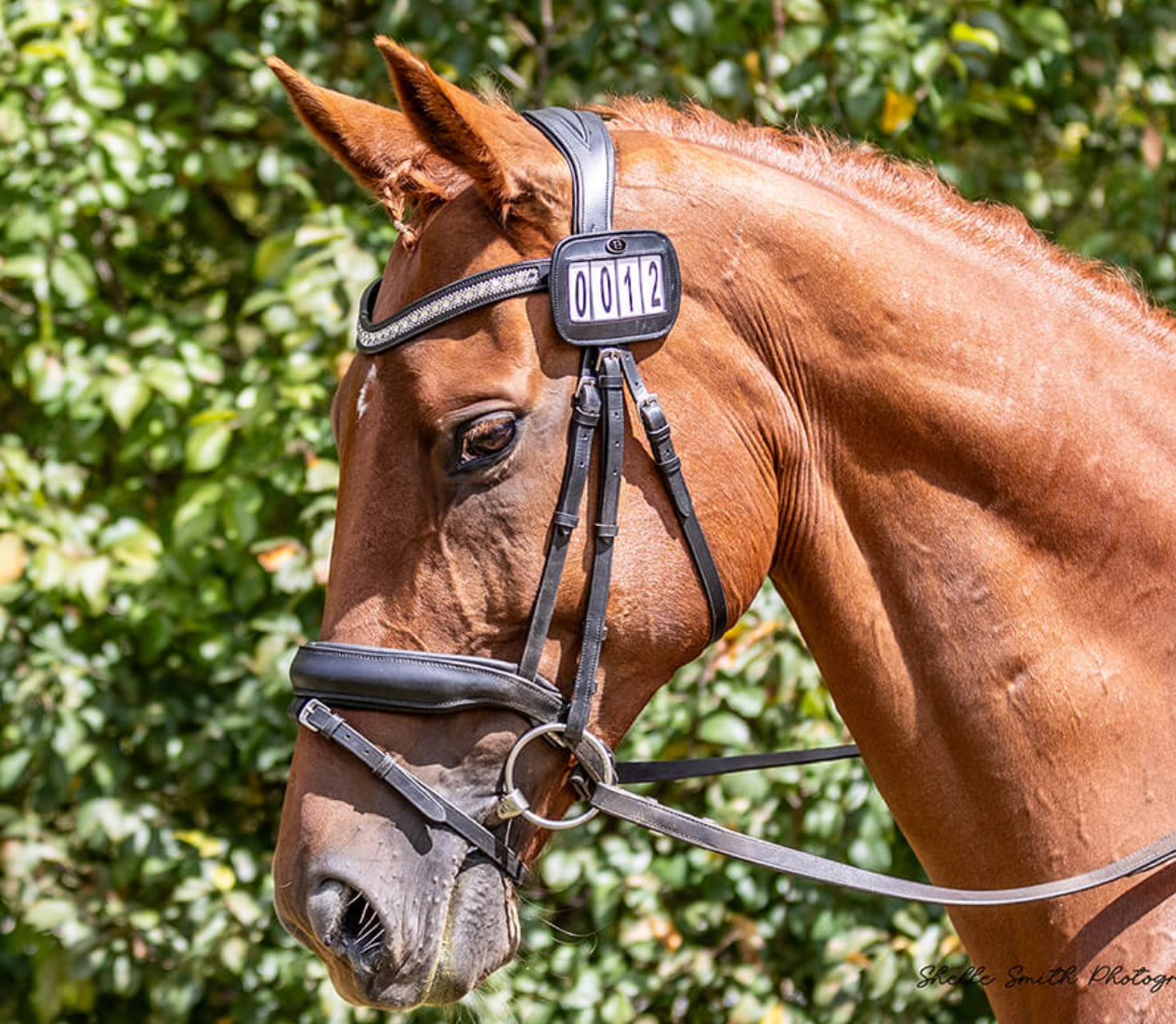 Belle Equestrian Leather Number Holder