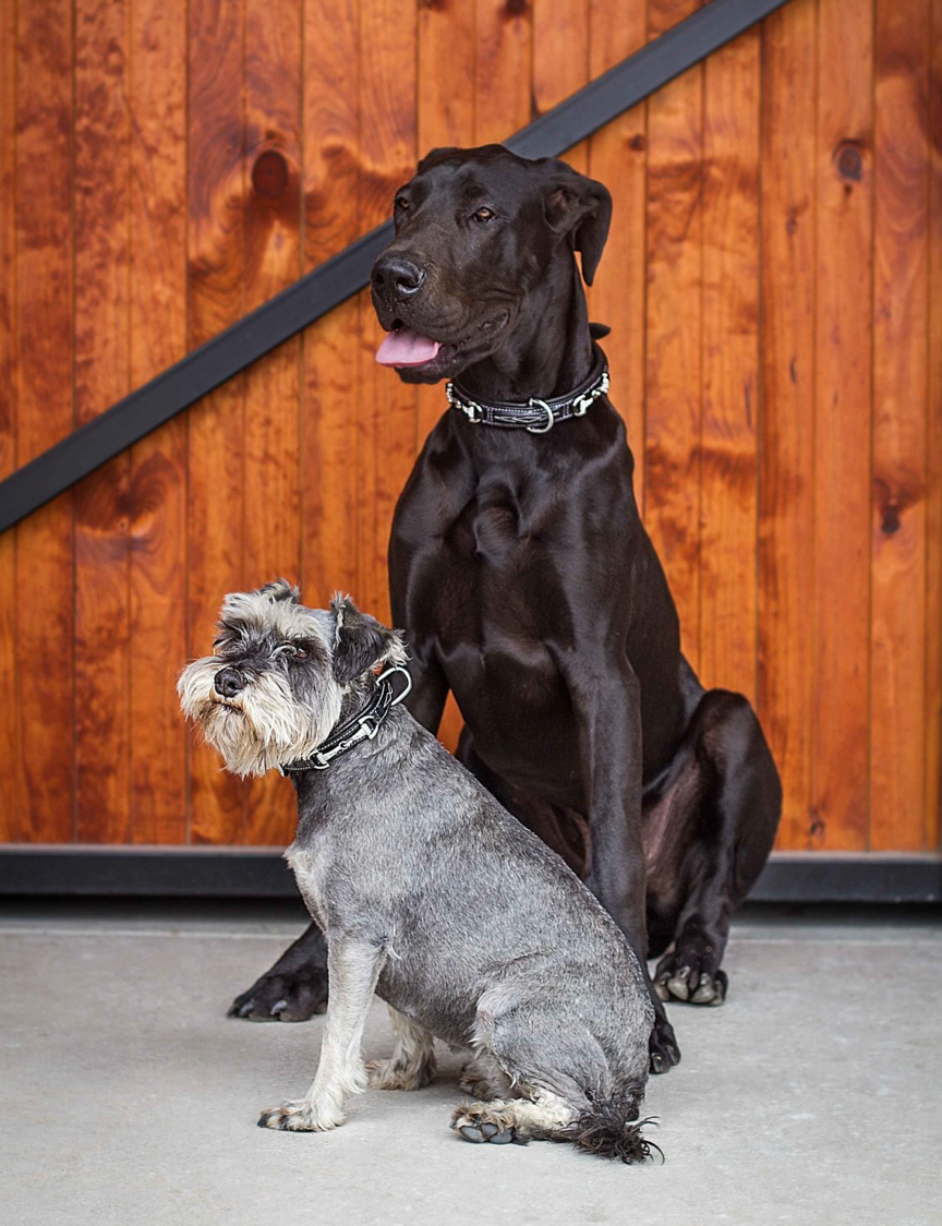 Belle Equestrian Duchess Exquisite Dog Collar