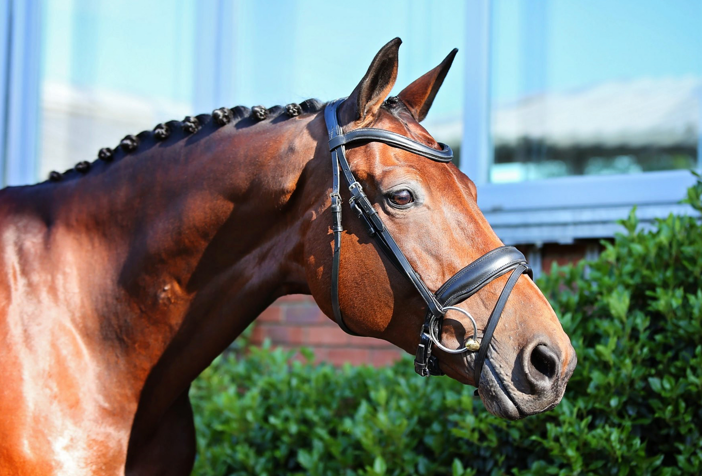 Belle Equestrian Prince Snaffle Bridle